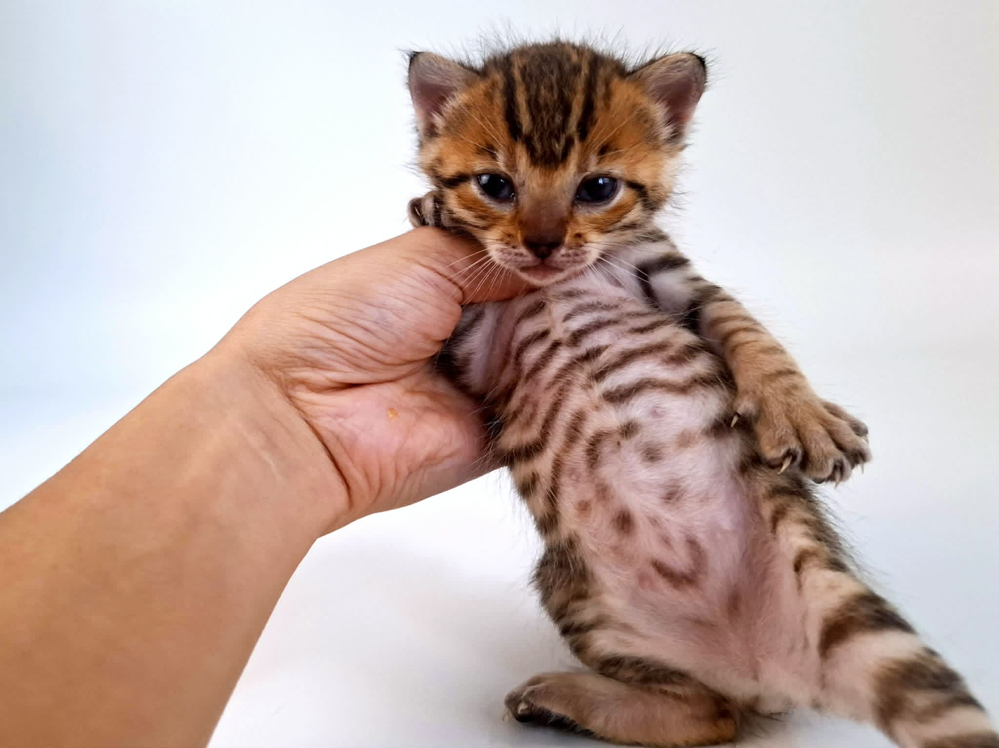 Kitten 6